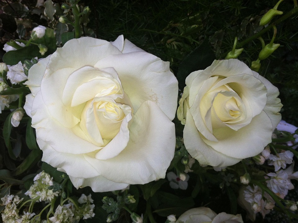 Roses White Flowers · Free photo on Pixabay