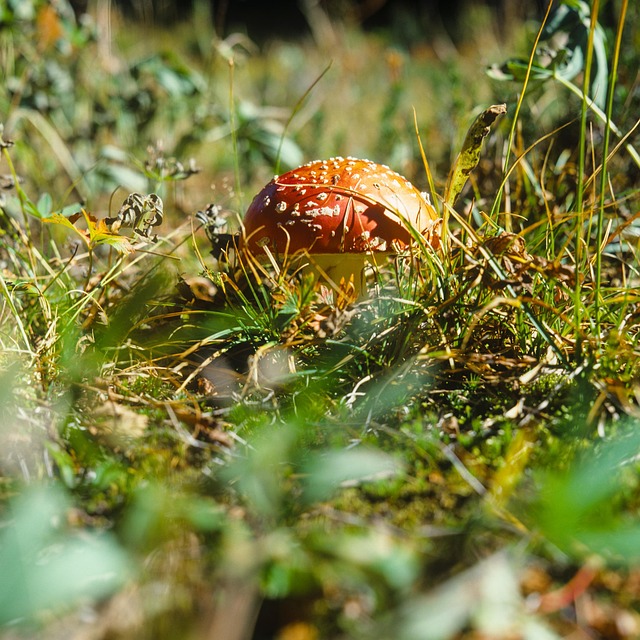 Free Amanita Muscaria photo and picture