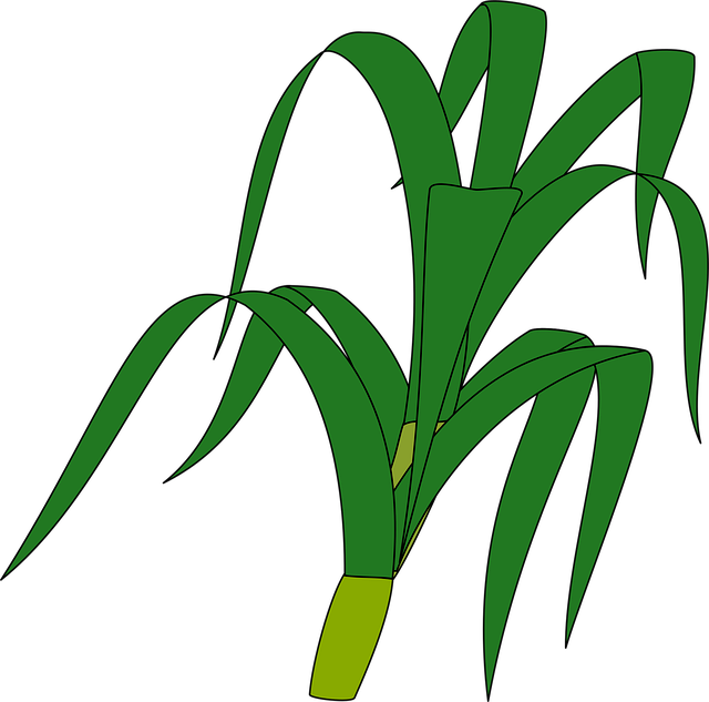 Free grass stalk green vector
