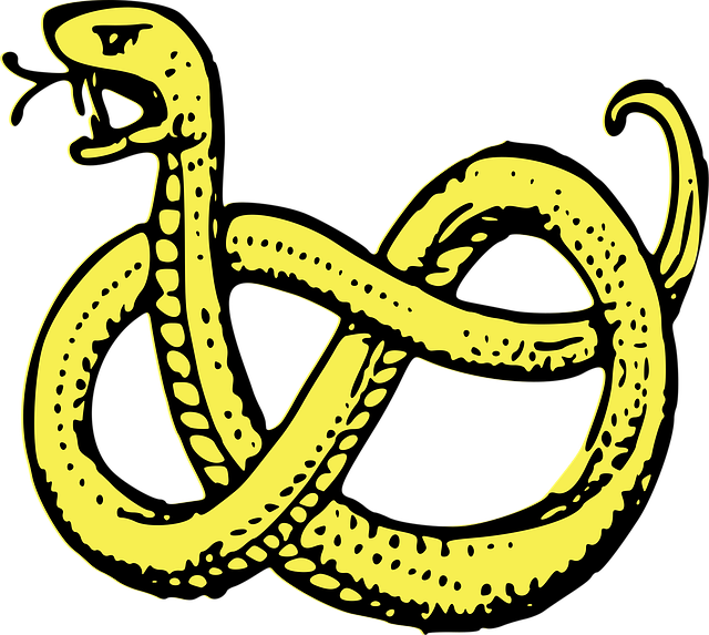 Download free HD stock image of Snake Coiled Free snake coiled serpent vector