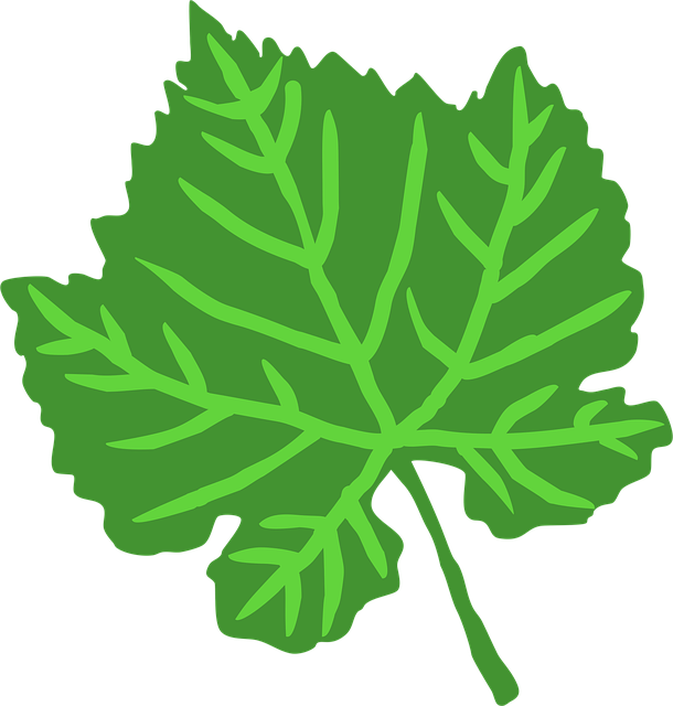Download free HD stock image of Leaf Green Free leaf green nature illustration