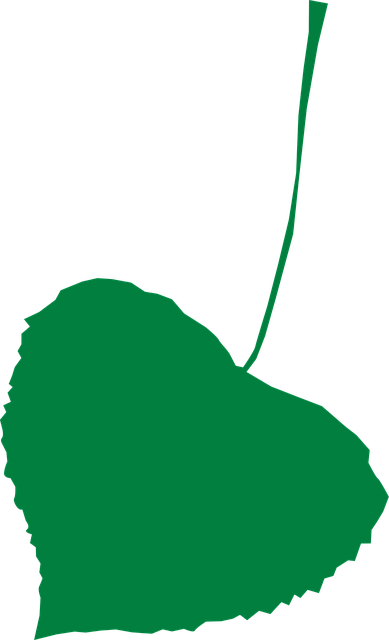 Free leaf linden tree vector
