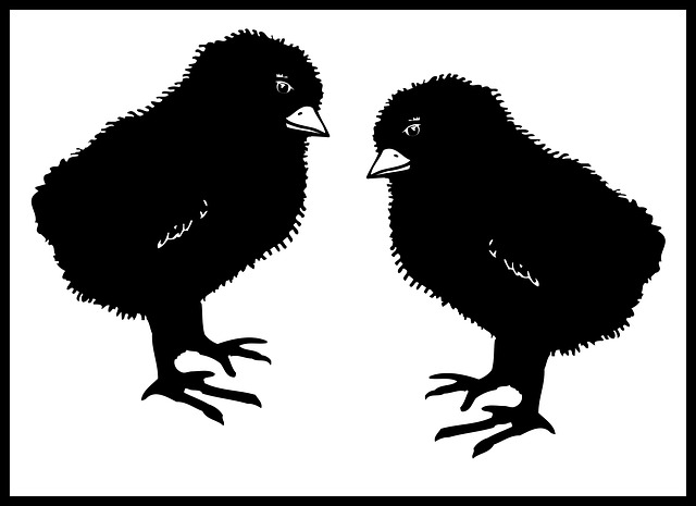 Free chicks bird chicken vector