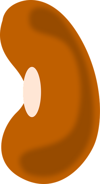 Bohne, Gemüse, Brown, Obst