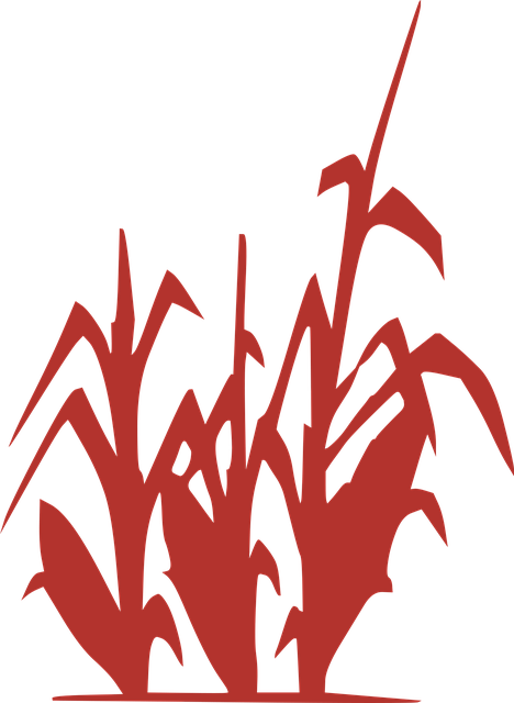 Free corn plant field vector