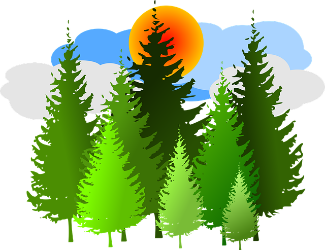 Free spruce forest conifer vector