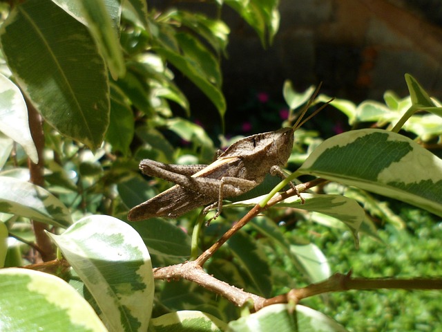 Free Garden Grasshopper photo and picture