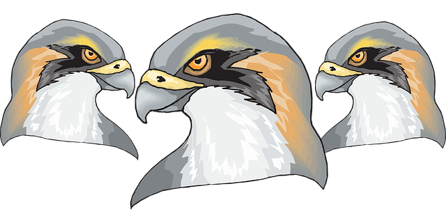 Free bird falcon predator vector