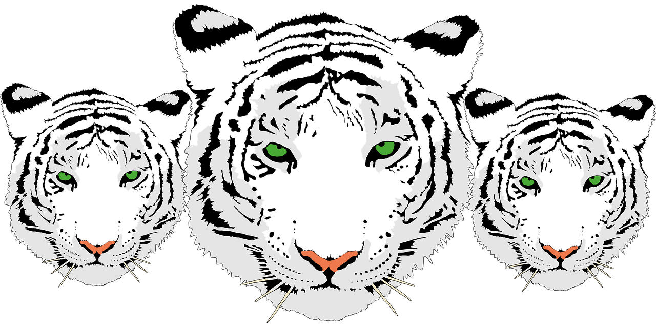 Tiger Head White Bengal Free Vector Graphic On Pixabay