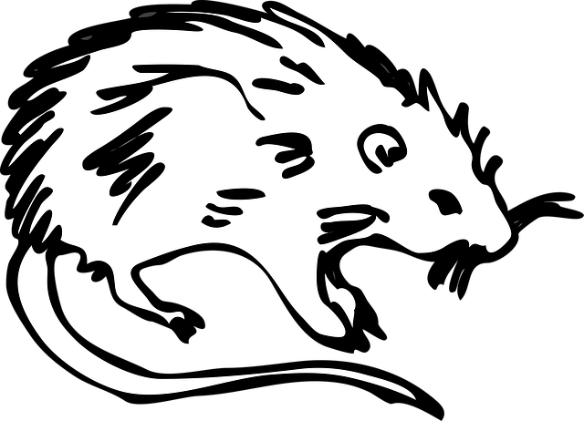 Free rat animal rodent vector