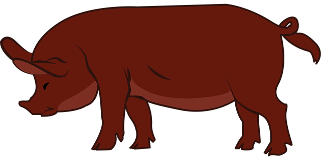 Free pig livestock animal vector