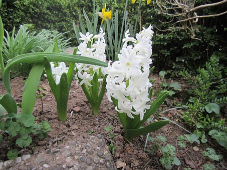 Blume, Natur, Pflanze, Frühling, Weiß