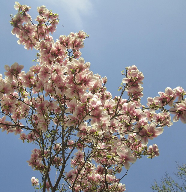 Magnolienbaum, Frühling, Blatt, Weiß