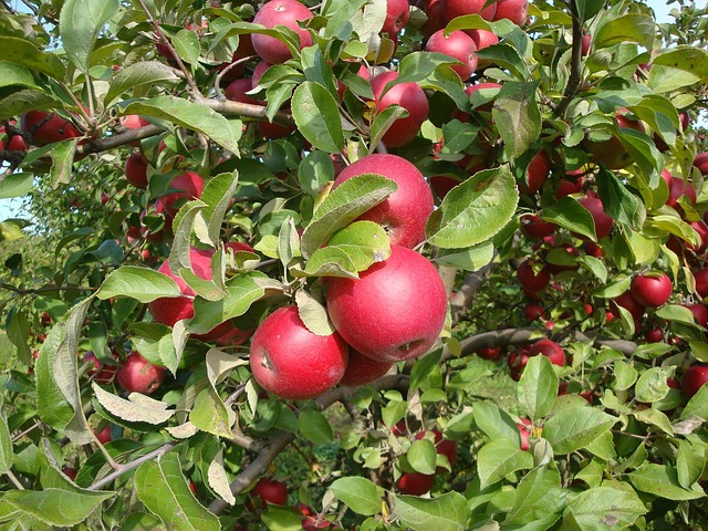 Apple, Natur, Garten, Obst