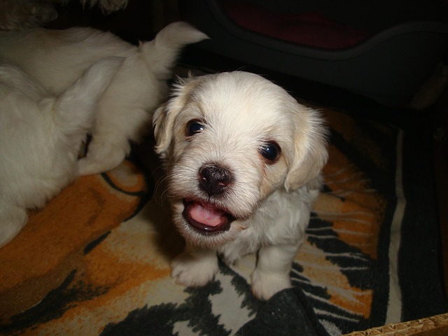 Hund, Haustier, Tier, Klein, Eb