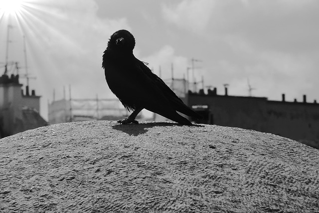 Free Carrion Crow Birds photo and picture