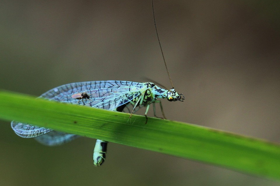 Insect Insects Macro - Free photo on Pixabay - Pixabay