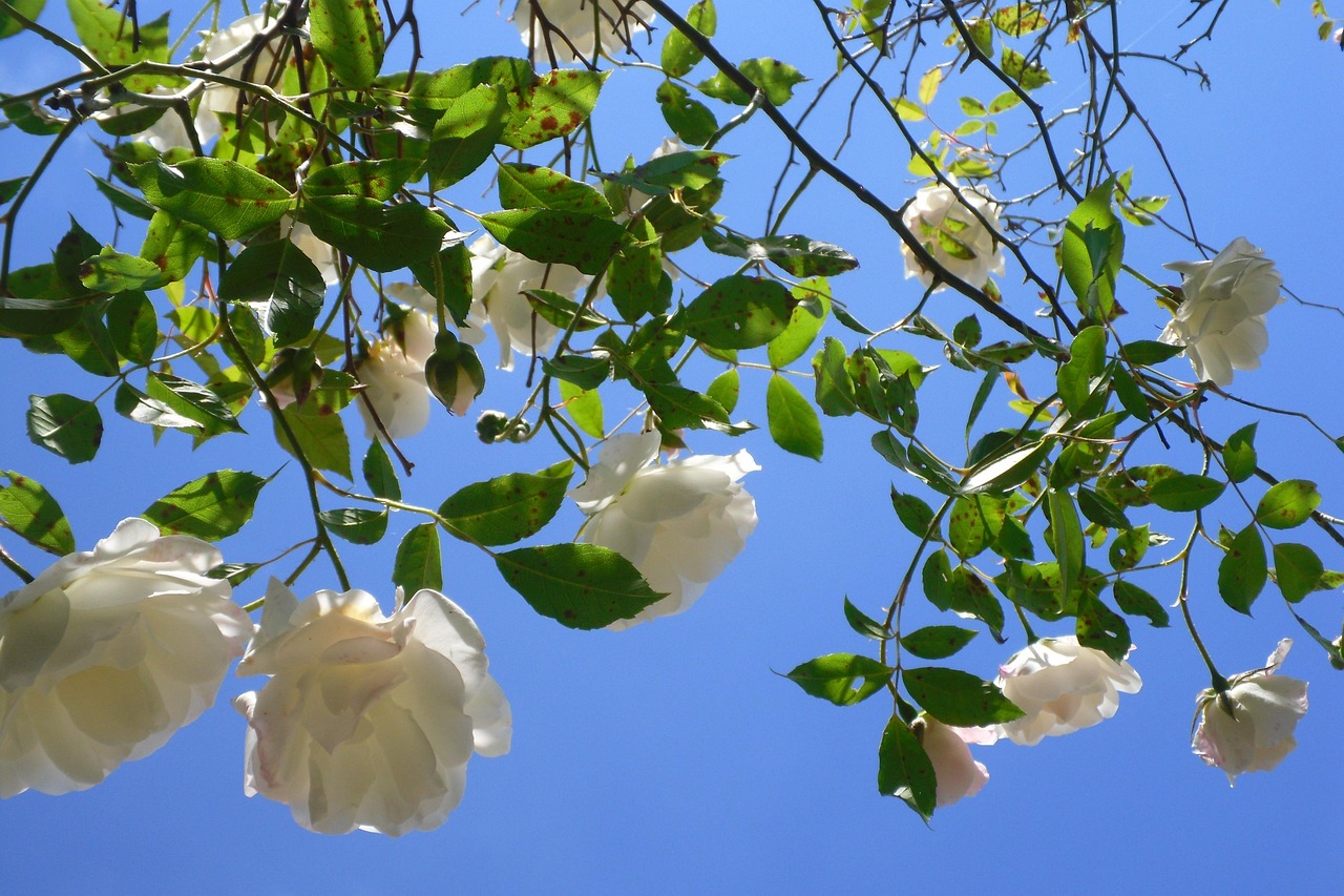 Rose Blanc Fleur - Photo gratuite sur Pixabay - Pixabay