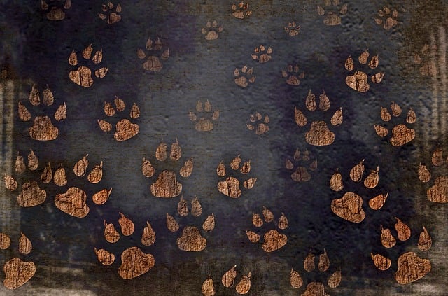 Download free HD stock image of Dog Paw Free dog paw print illustration