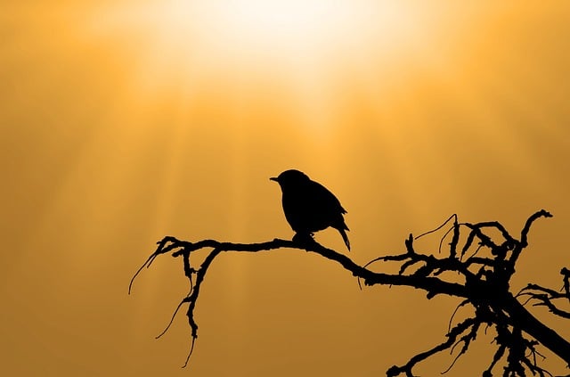Free bird sparrow icon illustration