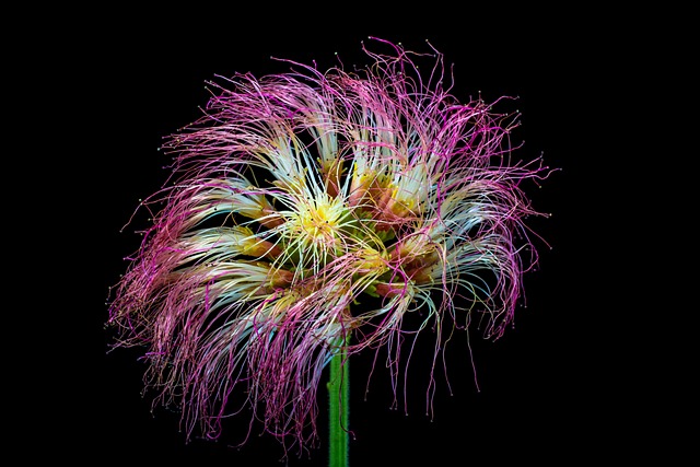 Shamsha Tree Shamsha Blossom - Free photo on Pixabay - Pixabay
