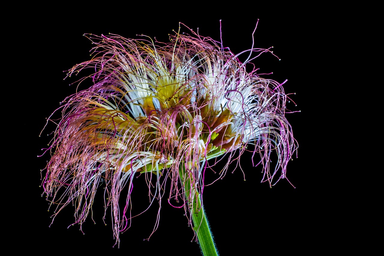 Shamsha Tree Flor De Shamsha - Foto gratis en Pixabay - Pixabay