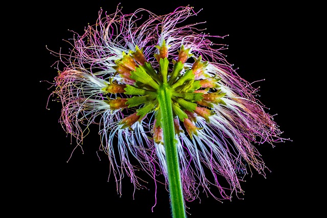 Shamsha Tree Flor De Shamsha - Foto gratuita no Pixabay - Pixabay