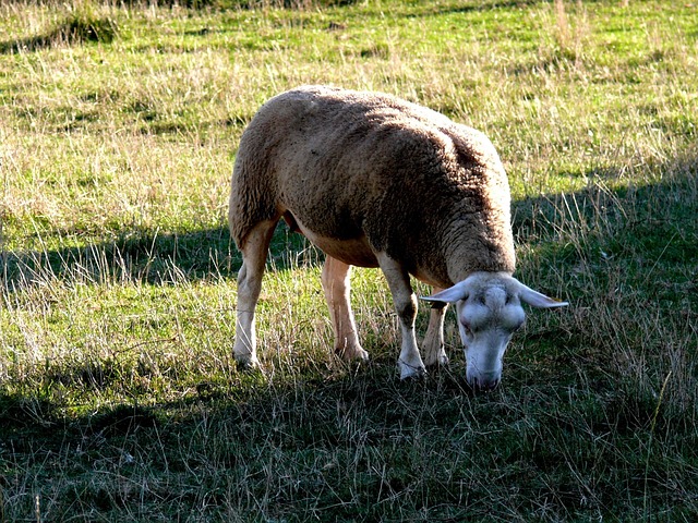 Free Sheep Field photo and picture