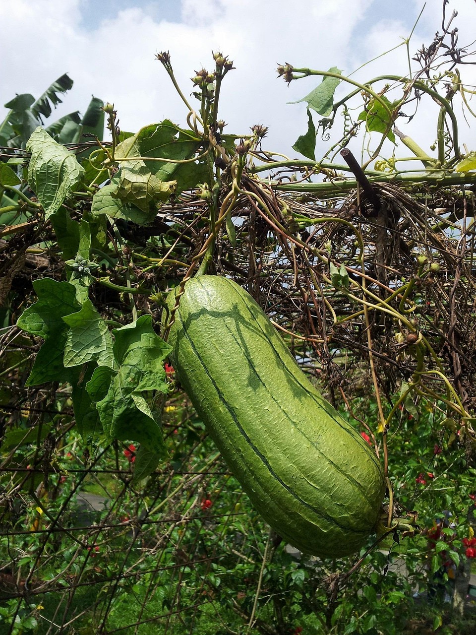 Gourd Vine Healthy Free photo on Pixabay Pixabay