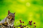 squirrel, outdoor, wallpaper