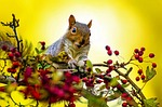squirrel, outdoor, wallpaper