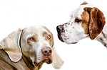 dog, animal, friend