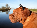 dog, earmuffs, fun