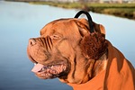 dog, earmuffs, fun