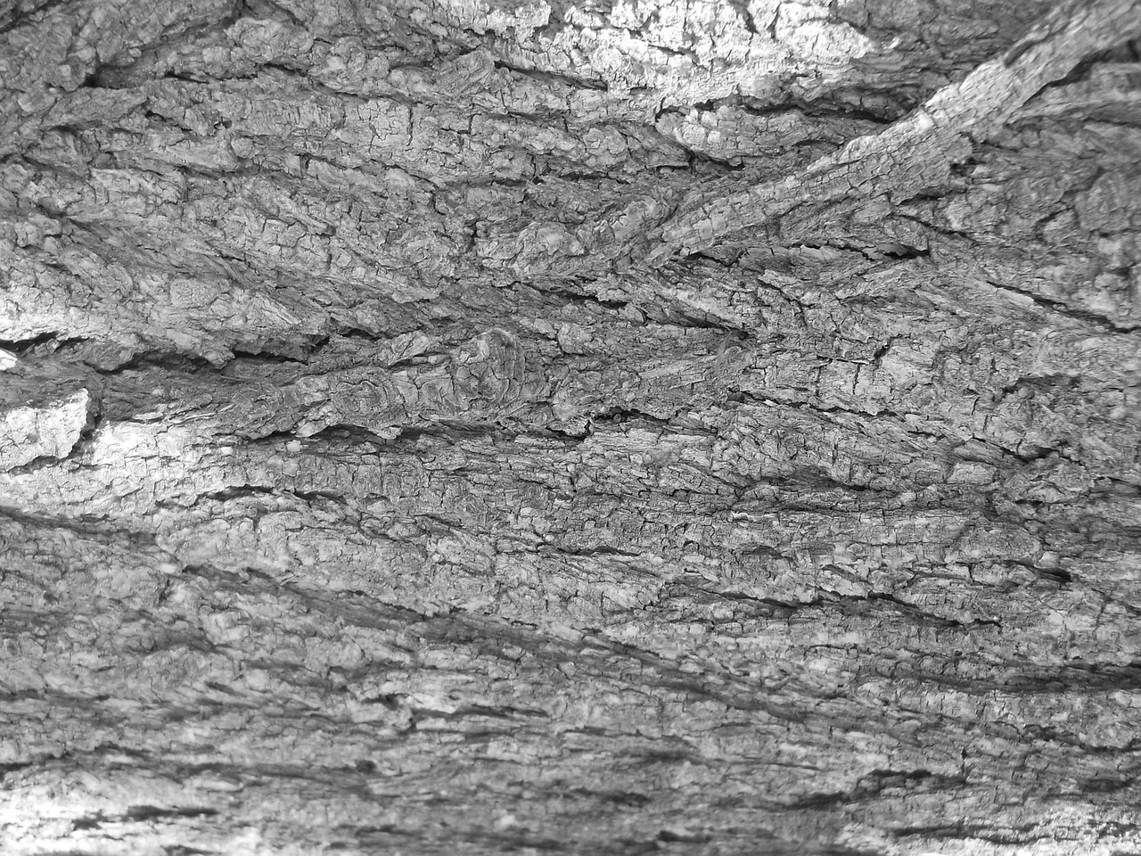 Tree Bark Free photo on Pixabay Pixabay