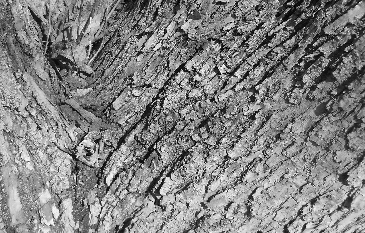 Tree Bark Free photo on Pixabay Pixabay
