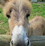 donkey, animal, farm