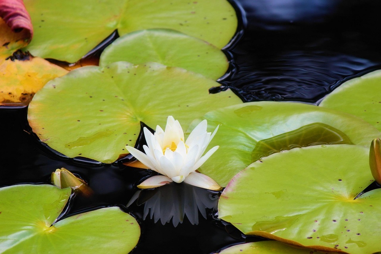 Lily Pads Nature Water Free photo on Pixabay Pixabay