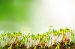 sprout, growth, plant