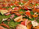 leaves, fall, autumn