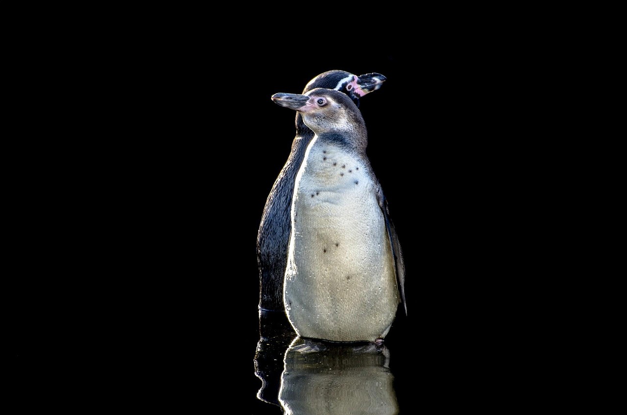 humboldt penguins research papers humboldt penguins research papers