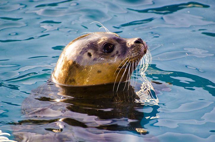 Mammifères Marins Photos - Téléchargez des images gratuites - Pixabay