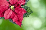 christmas, high key, poinsettia flower