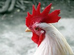 animal, bird, live