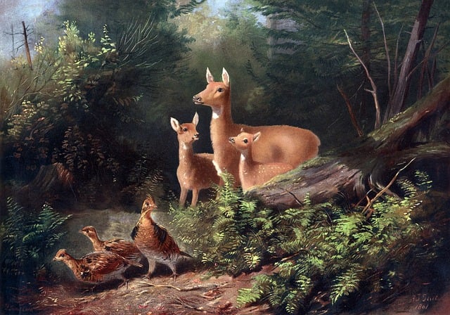 Free deer red deer roe deer illustration