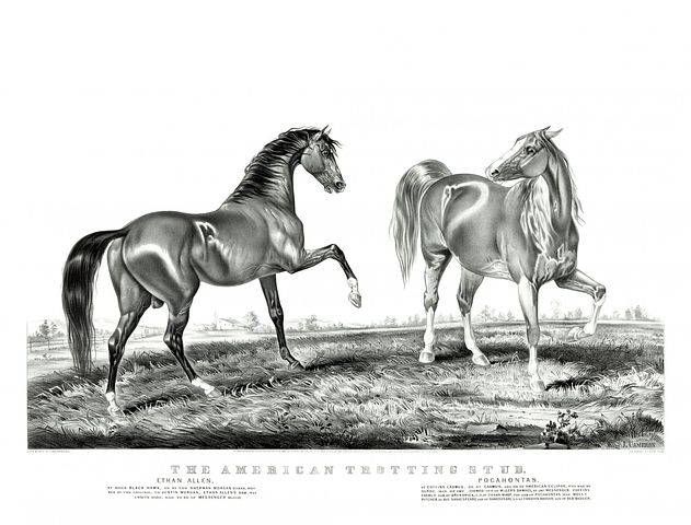 40+ Free Horse Print &amp; Horse Images - Pixabay