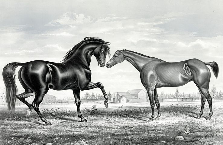 40+ Free Horse Print &amp; Horse Images - Pixabay