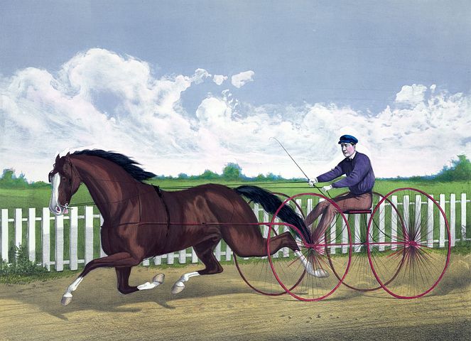 40+ Free Horse Print &amp; Horse Images - Pixabay