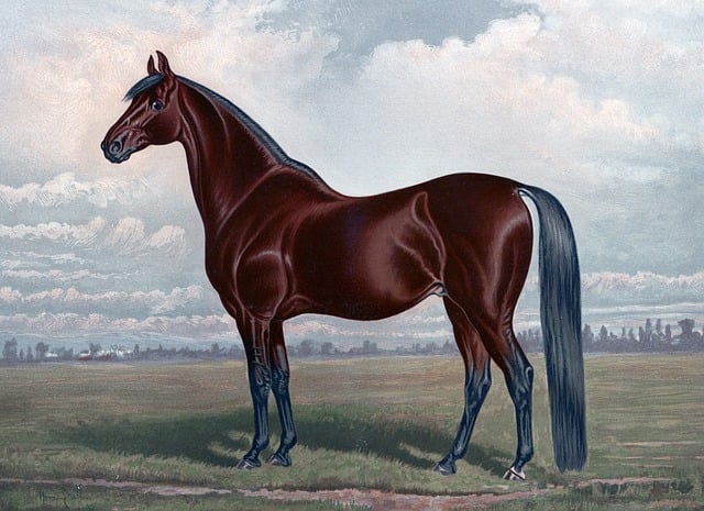 Download free HD stock image of Horse Chestnut Free horse chestnut thoroughbred illustration
