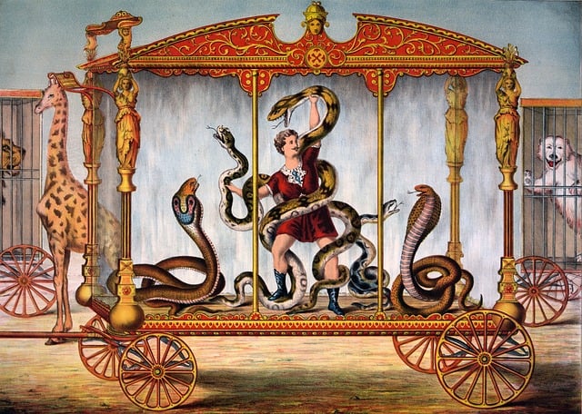 Schlange, Schlangen, Kobra, Python, Mann